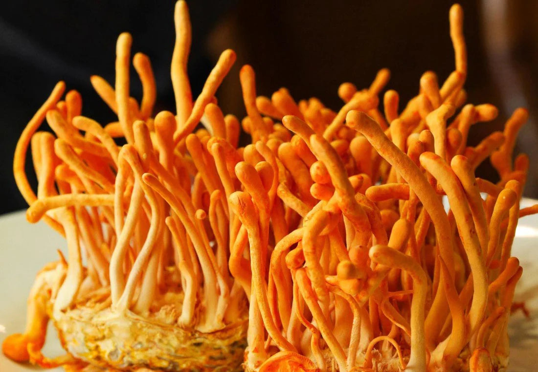 Cordyceps militaris, "el hongo de la energía"